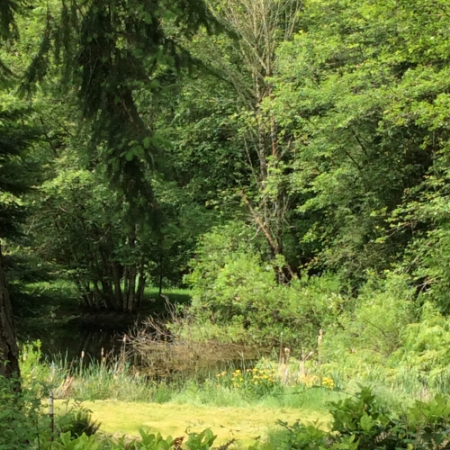 pond and trees in spring